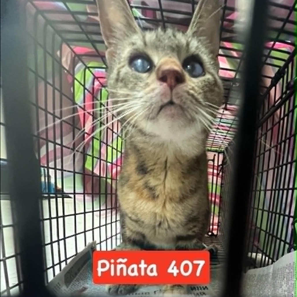 Shelter Stray Female Cat last seen , Animal Care & Control Team of Philly, 111 W Hunting Park Ave, Philadelphia, PA 19140, USA