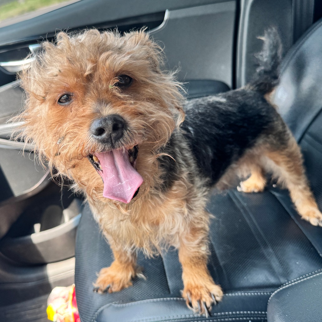 Shelter Stray Male Dog last seen , Animal Care & Control Team of Philly, 111 W Hunting Park Ave, Philadelphia, PA 19140, USA