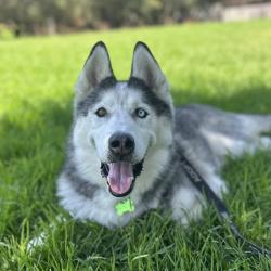 Shelter Stray Male Dog last seen , 361 S Raymond Ave, Pasadena, CA 91105, USA