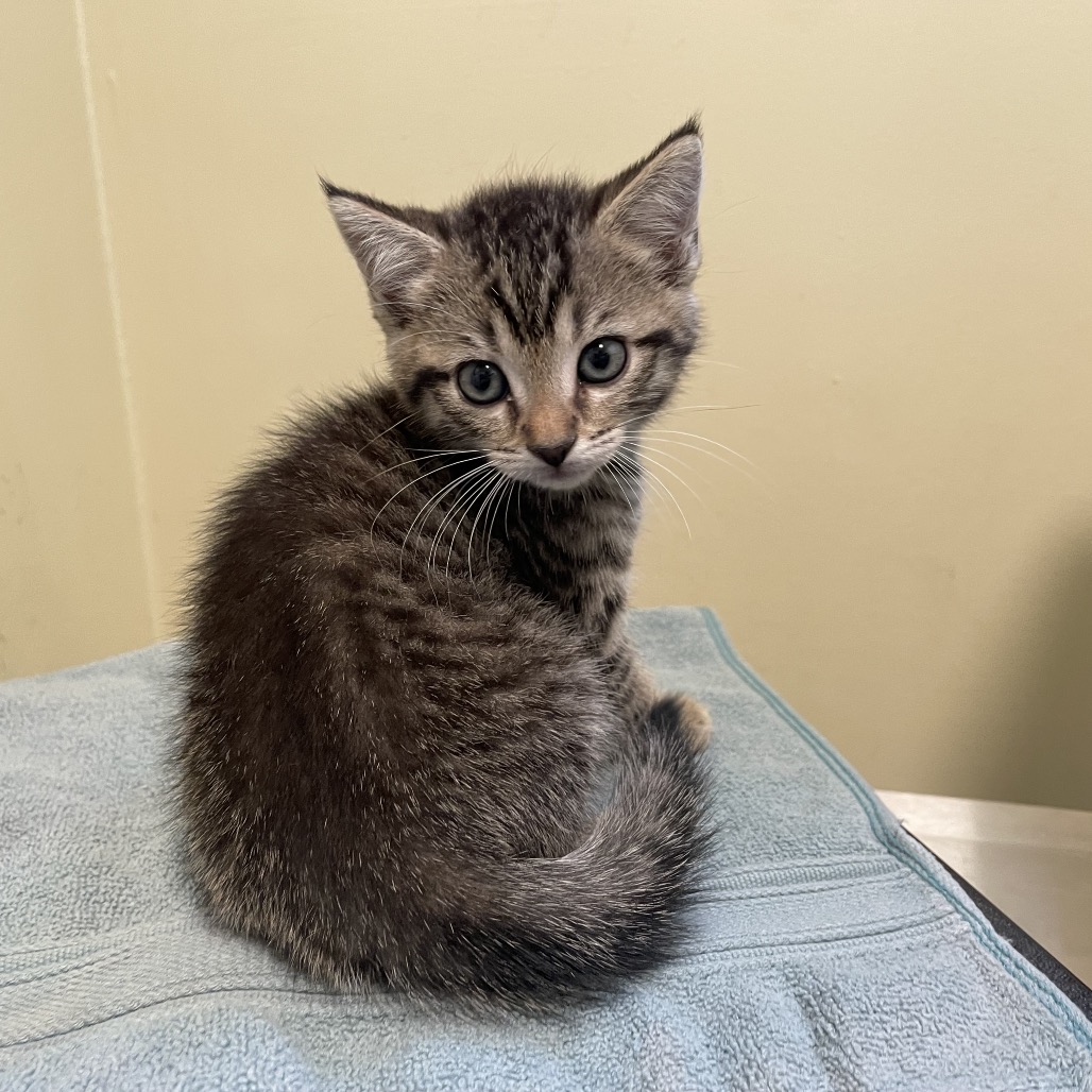 Shelter Stray Female Cat last seen , 361 S Raymond Ave, Pasadena, CA 91105, USA
