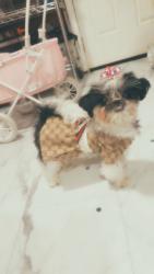 Lost Female Dog last seen apmts next to us, Nashville, TN 37211