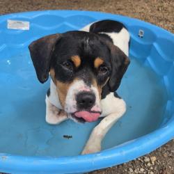 Shelter Stray Male Dog last seen , 328 Furman Hall Rd, Greenville, SC 29609, USA