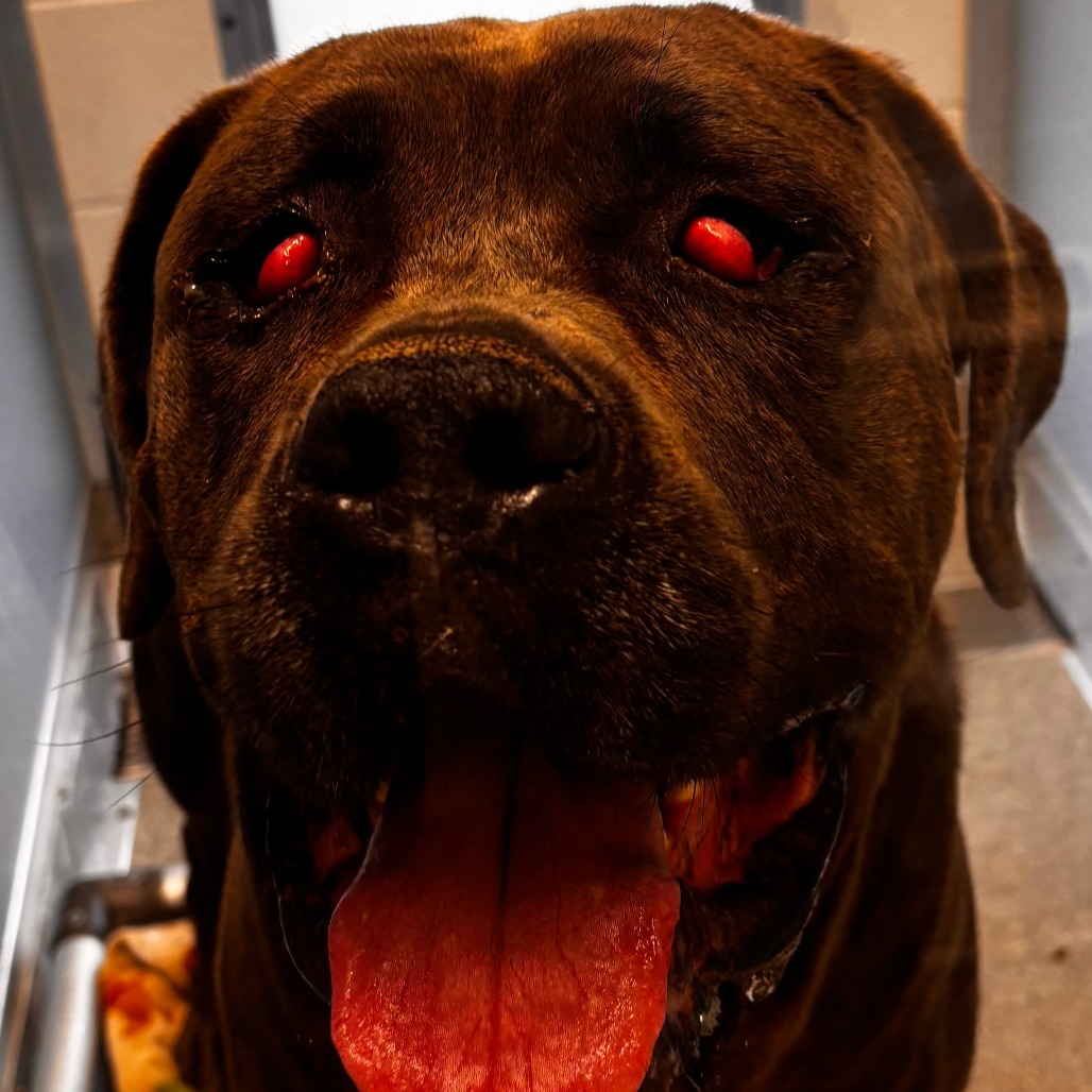 Shelter Stray Male Dog last seen , 21800 Central Ave, Matteson, IL 60443, USA