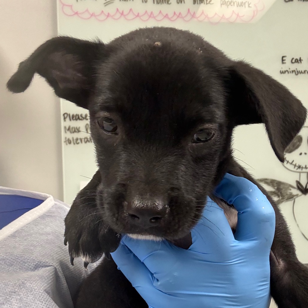 Shelter Stray Male Dog last seen , 328 Furman Hall Rd, Greenville, SC 29609, USA