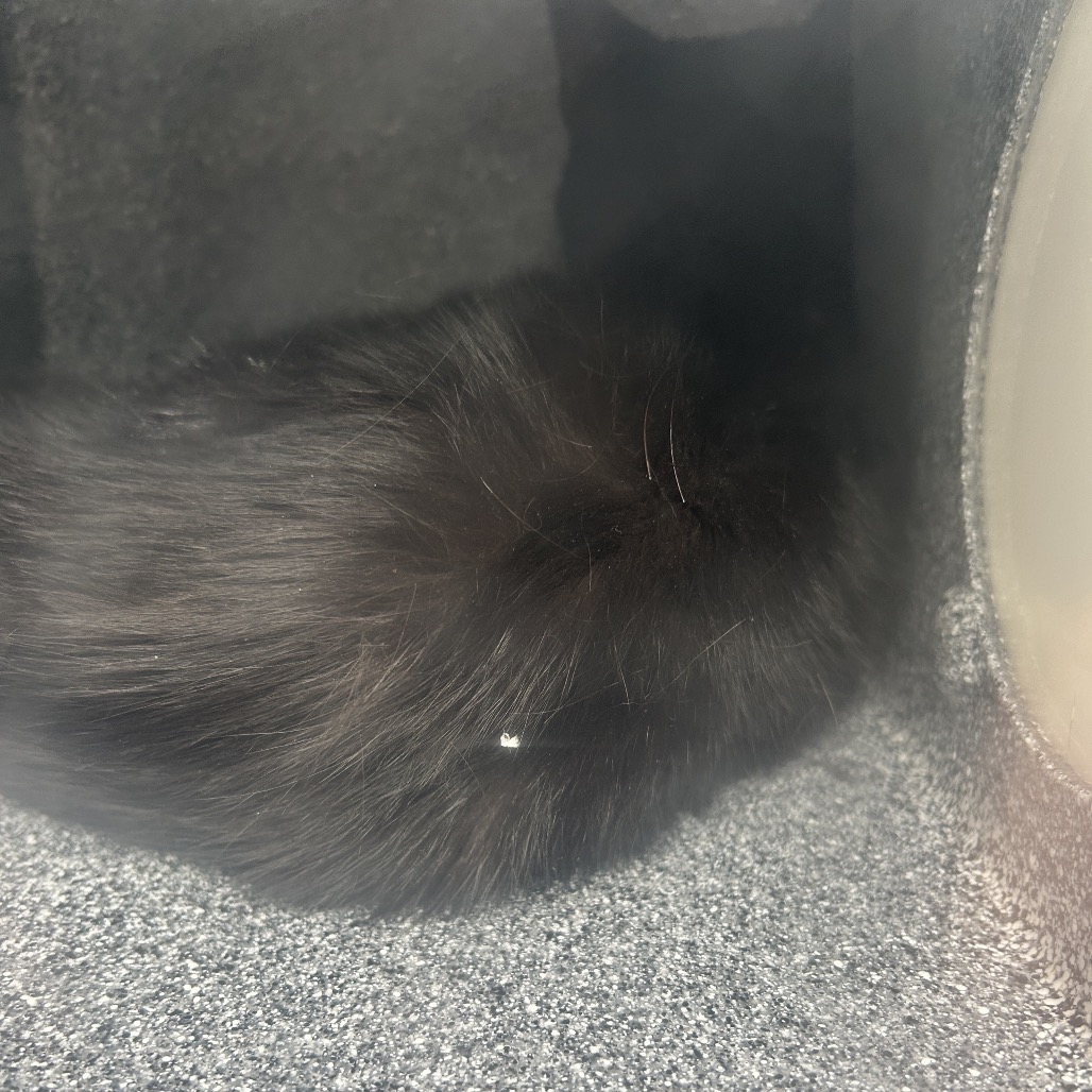 Shelter Stray Unknown Cat last seen , 980 Guilford College Rd, Greensboro, NC 27409, USA