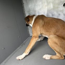 Shelter Stray Female Dog last seen , 980 Guilford College Rd, Greensboro, NC 27409, USA