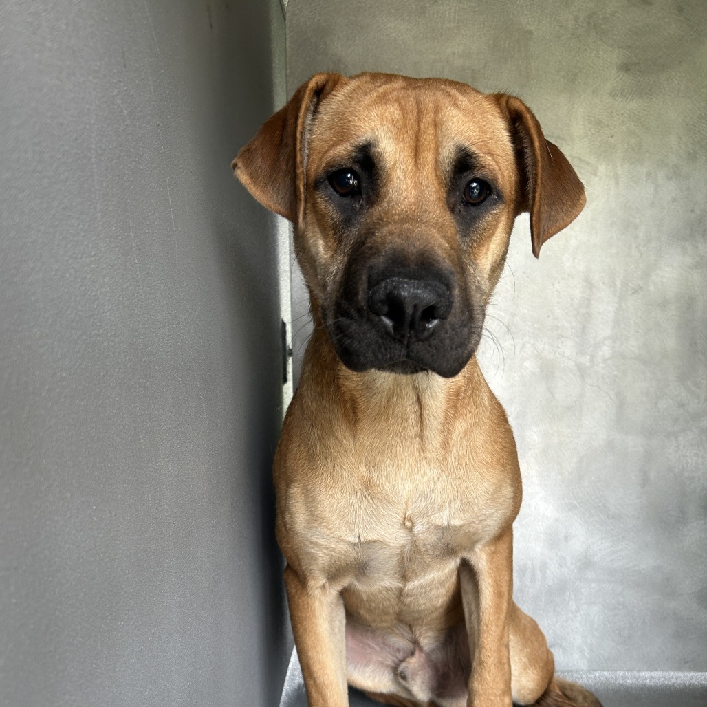 Shelter Stray Male Dog last seen , 980 Guilford College Rd, Greensboro, NC 27409, USA