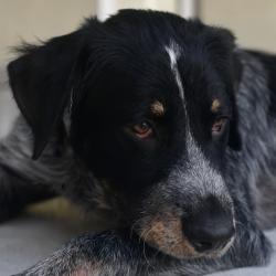 Shelter Stray Male Dog last seen , 3173 K-68 Hwy, Ottawa, KS 66067, USA