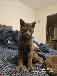 Lost Female Cat last seen Near sw Cherryhill Road port, Port St. Lucie, FL 34953