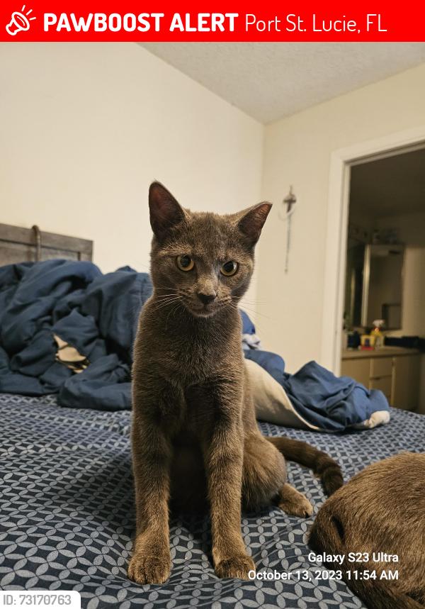 Lost Female Cat last seen Near sw Cherryhill Road port, Port St. Lucie, FL 34953