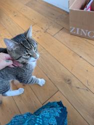 Found/Stray Male Cat last seen Hackney road, Greater London, England 