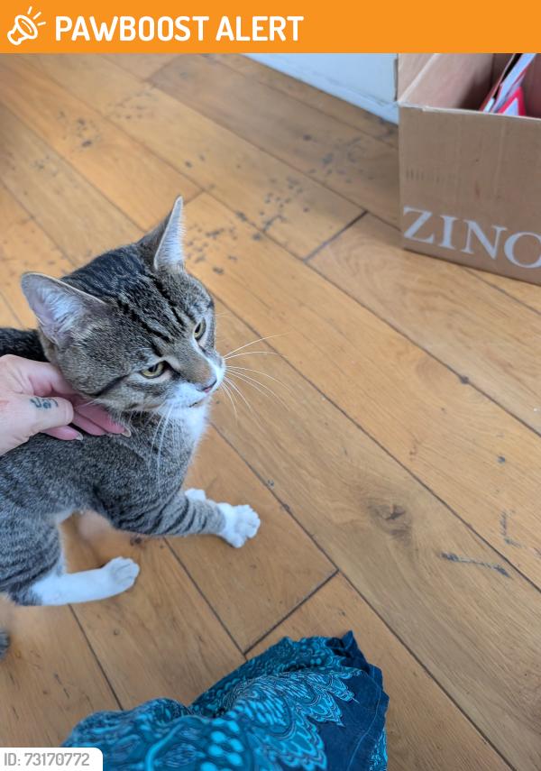 Found/Stray Male Cat last seen Hackney road, Greater London, England 