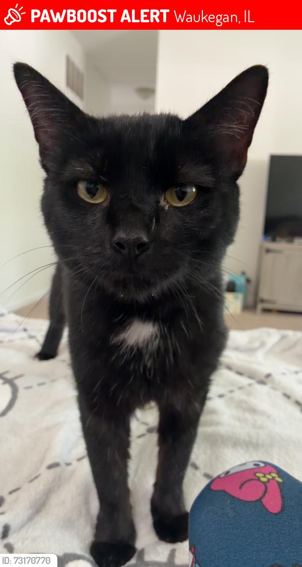 Lost Male Cat last seen Western ave & Montesano ave, Waukegan, IL 60087