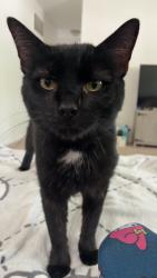 Lost Male Cat last seen Western ave & Montesano ave, Waukegan, IL 60087