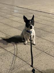 Lost Male Dog last seen W red Torador cue, North Las Vegas, NV 89031