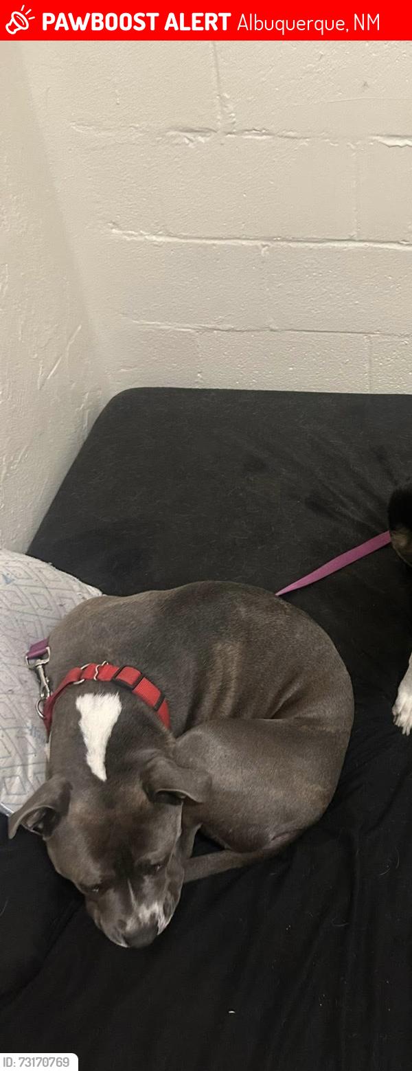 Lost Male Dog last seen Central and San Pablo, Albuquerque, NM 87108