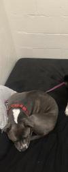 Lost Male Dog last seen Central and San Pablo, Albuquerque, NM 87108