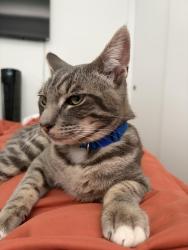 Lost Male Cat last seen Near apia, Cypress, CA 90630