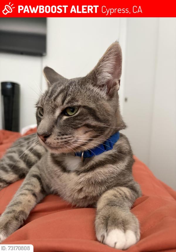 Lost Male Cat last seen Near apia, Cypress, CA 90630