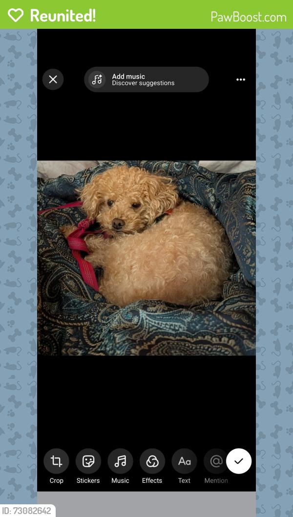 Reunited Female Dog last seen Town hall rd /Destiny dr near valley view grade school, Menomonee Falls, WI 53051