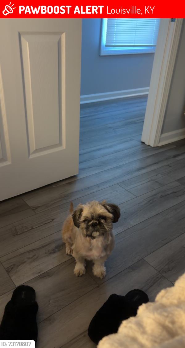 Lost Female Dog last seen Near S Hancock Street, Louisville, KY 40203