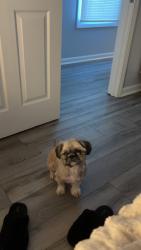 Lost Female Dog last seen Near S Hancock Street, Louisville, KY 40203