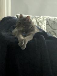 Lost Male Cat last seen W Virginia and Alameda Drive, Lakewood, CO 80228