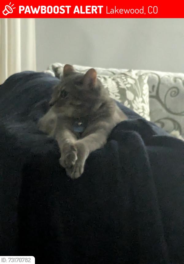 Lost Male Cat last seen W Virginia and Alameda Drive, Lakewood, CO 80228