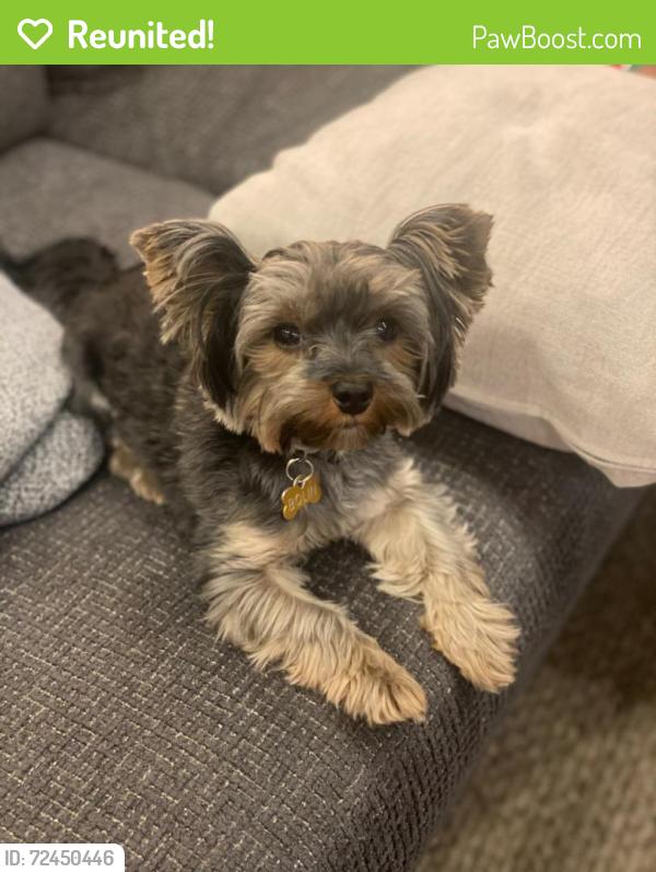 Reunited Female Dog last seen Panther Creek Drive, Frisco, TX 75035