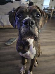 Reunited Male Dog last seen Camp Ferry, Mooresboro, NC 28114