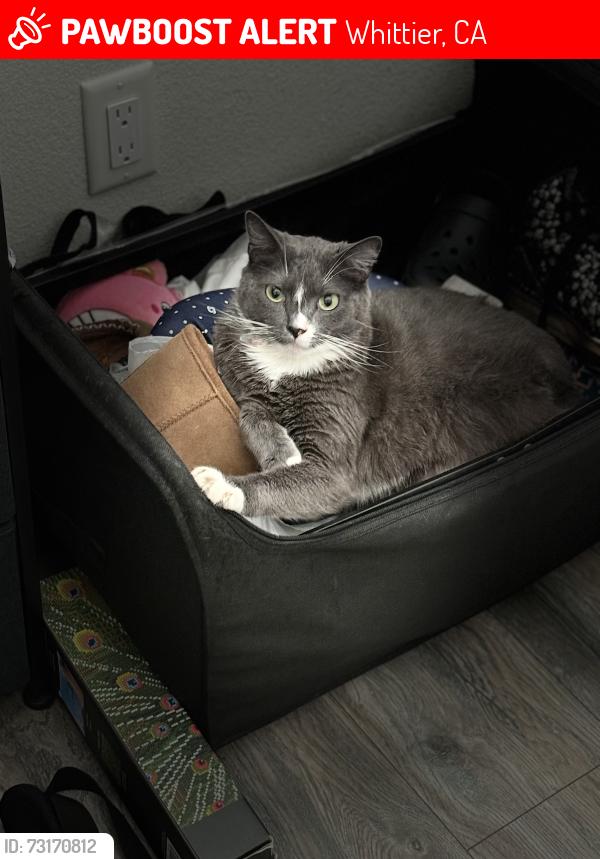Lost Male Cat last seen Colima and el soneto dr, Whittier, CA 90605