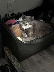 Lost Male Cat last seen Colima and el soneto dr, Whittier, CA 90605