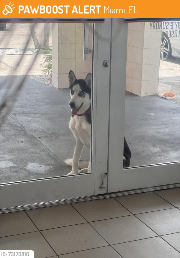 Found/Stray Male Dog last seen Imagine by Kiddy Academy, Miami, FL 33157