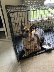 Reunited Female Dog last seen Autry, Mooresville, NC 28117