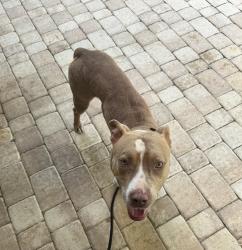 Found/Stray Female Dog last seen 288th street and krome, Redland, FL 33031