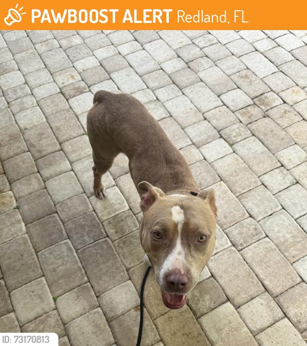 Found/Stray Female Dog last seen 288th street and krome, Redland, FL 33031