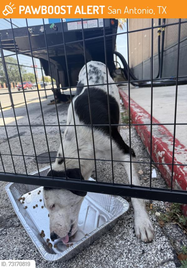 Found/Stray Unknown Dog last seen JCPenney Southpark, San Antonio, TX 78224