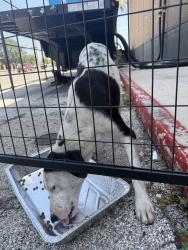 Found/Stray Unknown Dog last seen JCPenney Southpark, San Antonio, TX 78224