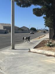 Found/Stray Male Dog last seen Hook, Victorville, CA 92394