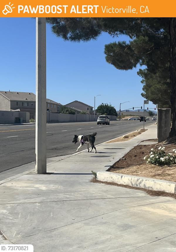 Found/Stray Male Dog last seen Hook, Victorville, CA 92394