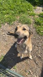 Lost Female Dog last seen Fm 1565 down the street from tiger mart, Royse City, TX 75189