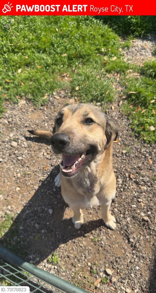 Lost Female Dog last seen Fm 1565 down the street from tiger mart, Royse City, TX 75189