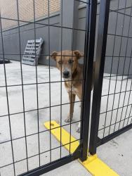 Found/Stray Unknown Dog last seen JCPenney Southpark, San Antonio, TX 78224