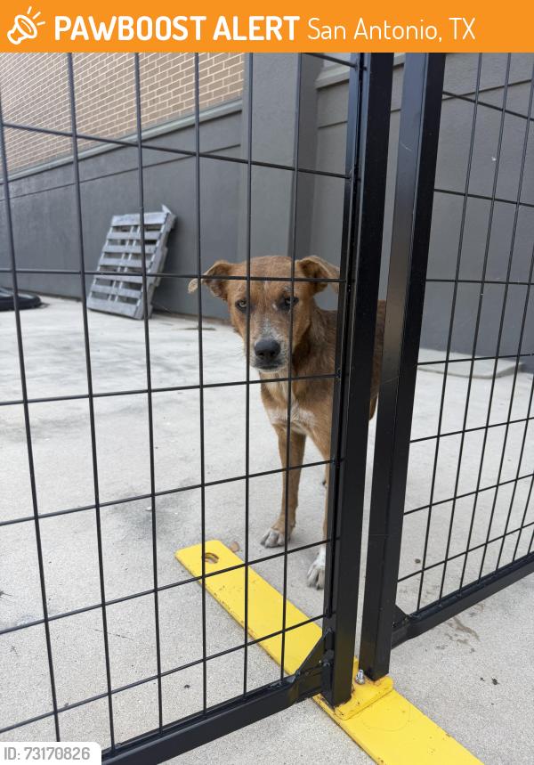 Found/Stray Unknown Dog last seen JCPenney Southpark, San Antonio, TX 78224