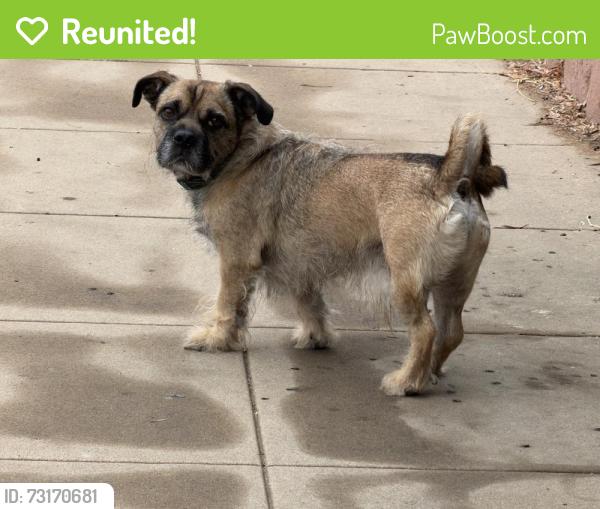 Reunited Male Dog last seen Pescadero Ave and Sunset Cliffa Blvd, San Diego, CA 92107
