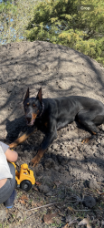 Lost Male Dog last seen Cumberland rd and Owen rd, Fayetteville, NC 28306