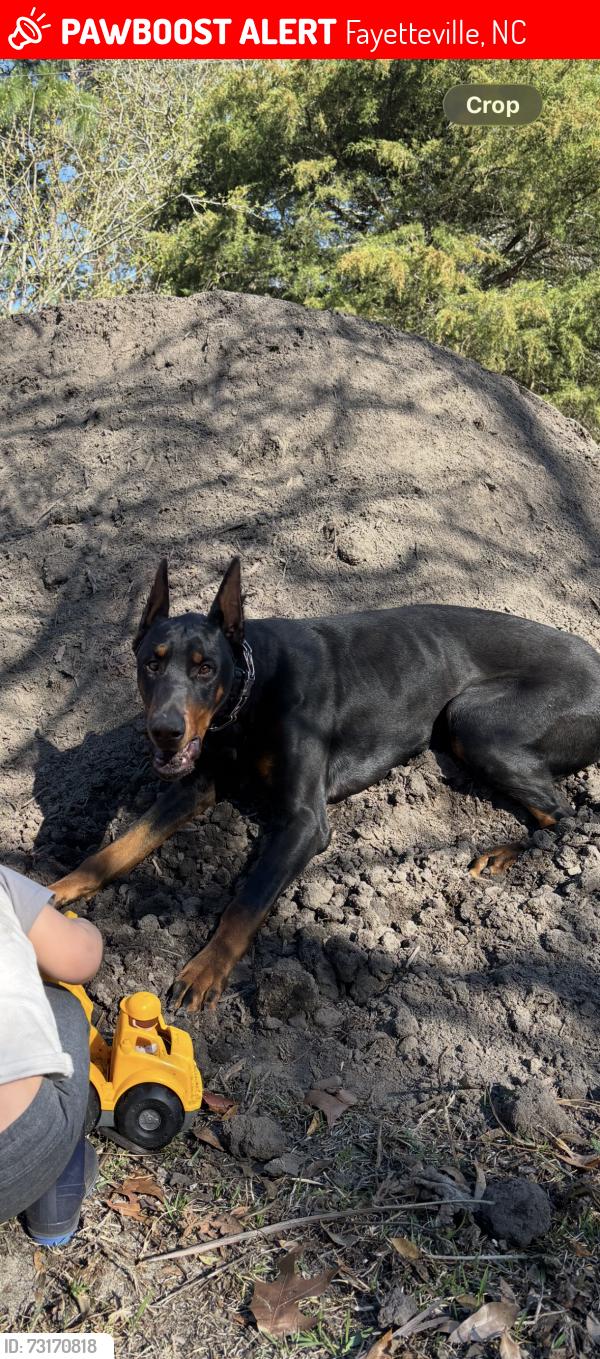 Lost Male Dog last seen Cumberland rd and Owen rd, Fayetteville, NC 28306
