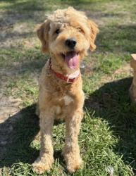 Lost Female Dog last seen Elkcam/N Citrus springs Blvd, Citrus Springs, FL 34433