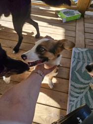 Found/Stray Female Dog last seen Celeste Ct Los Lunas NM, Los Lunas, NM 87031