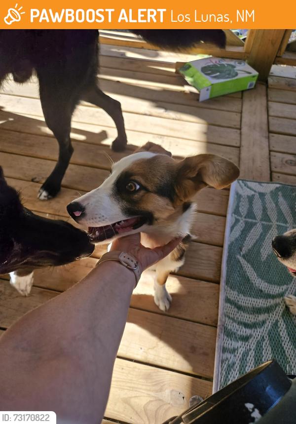 Found/Stray Female Dog last seen Celeste Ct Los Lunas NM, Los Lunas, NM 87031